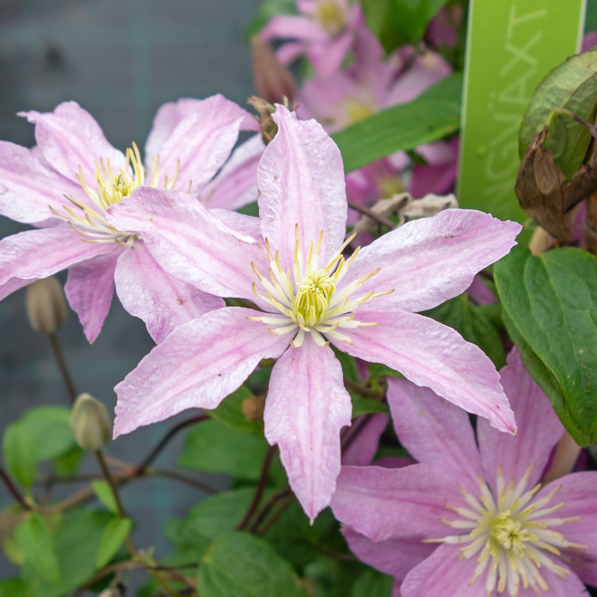 sen storblommig klematis 'Com. de Bouchaud'