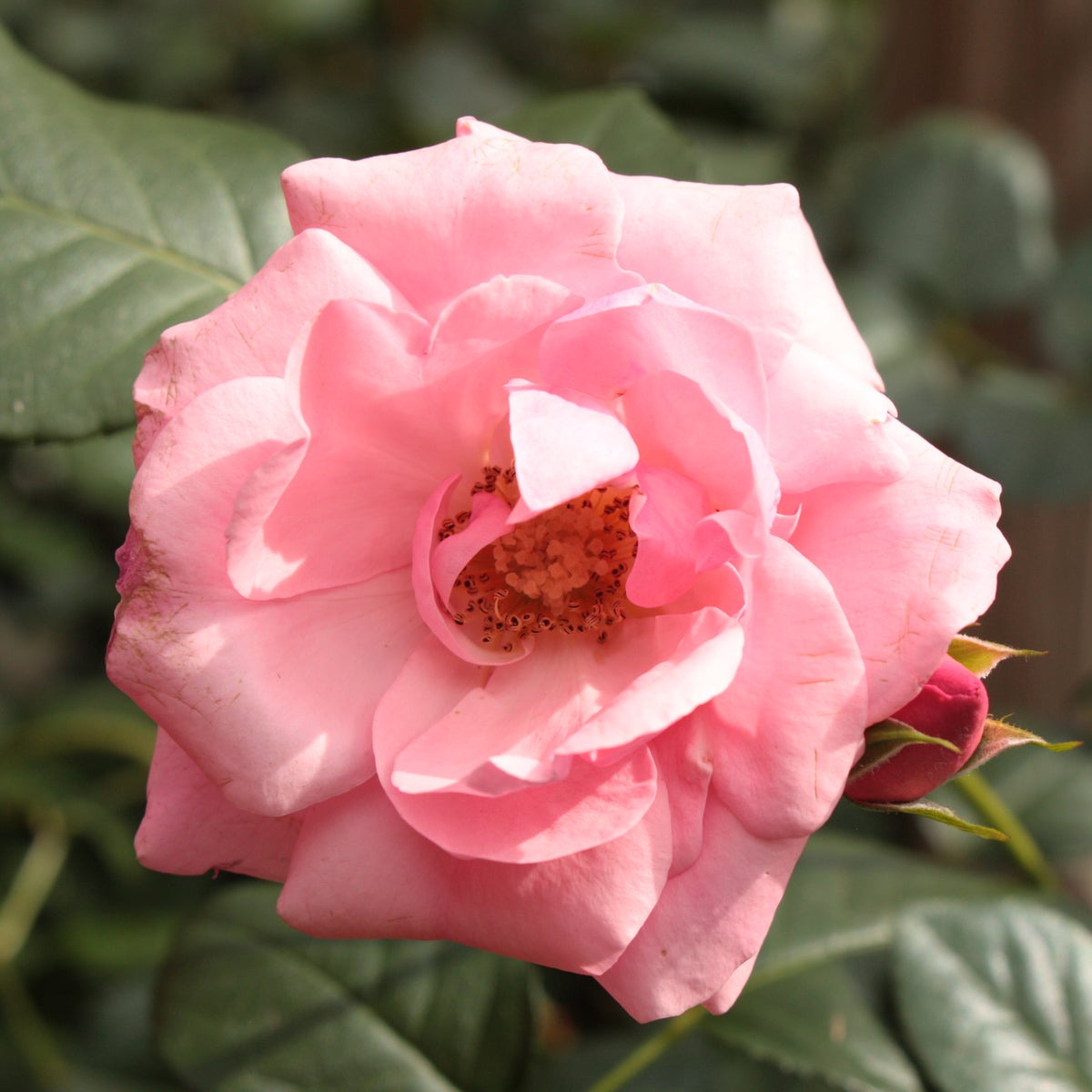 floribundaros Lill Lindfors®