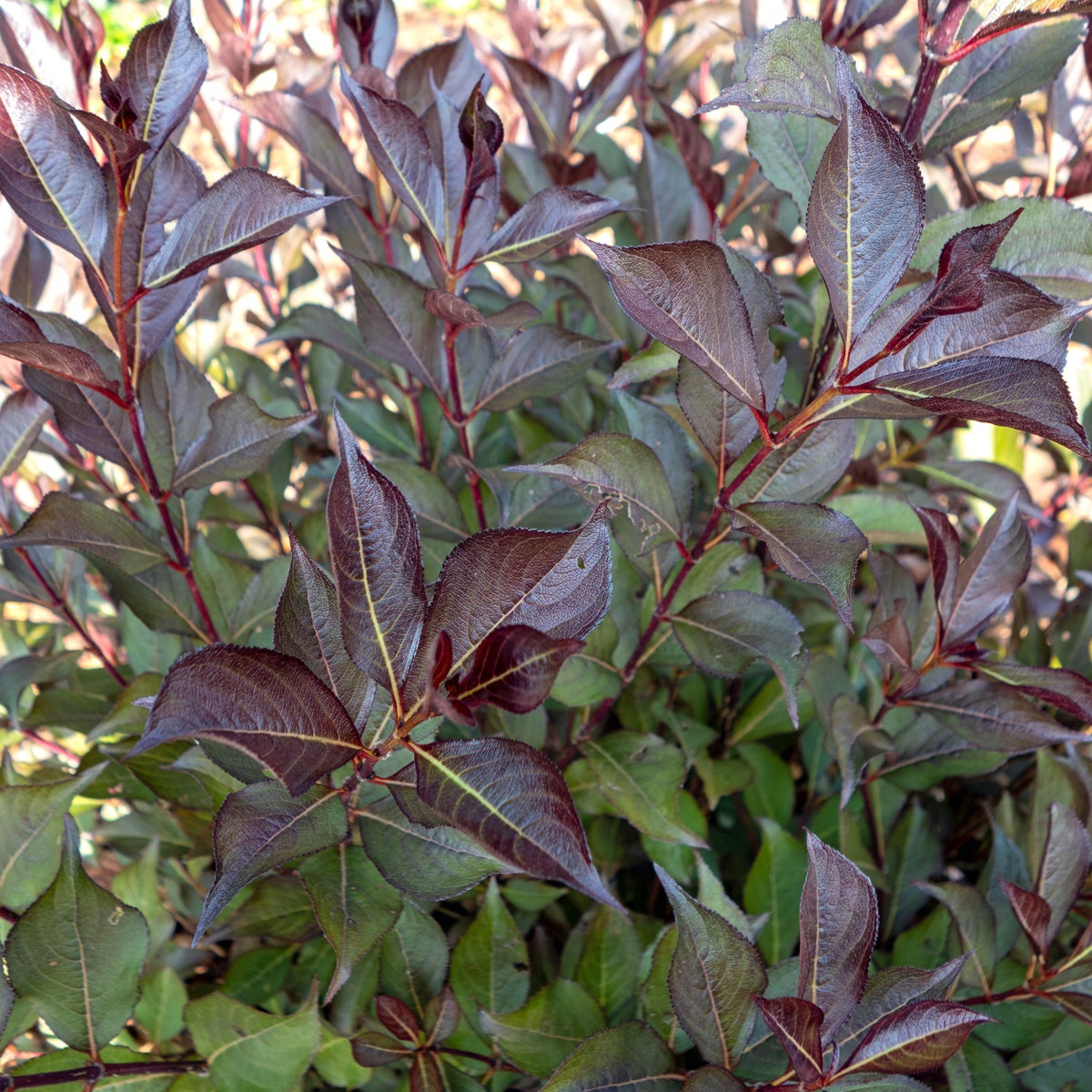 rosenprakttry 'Alexandra'