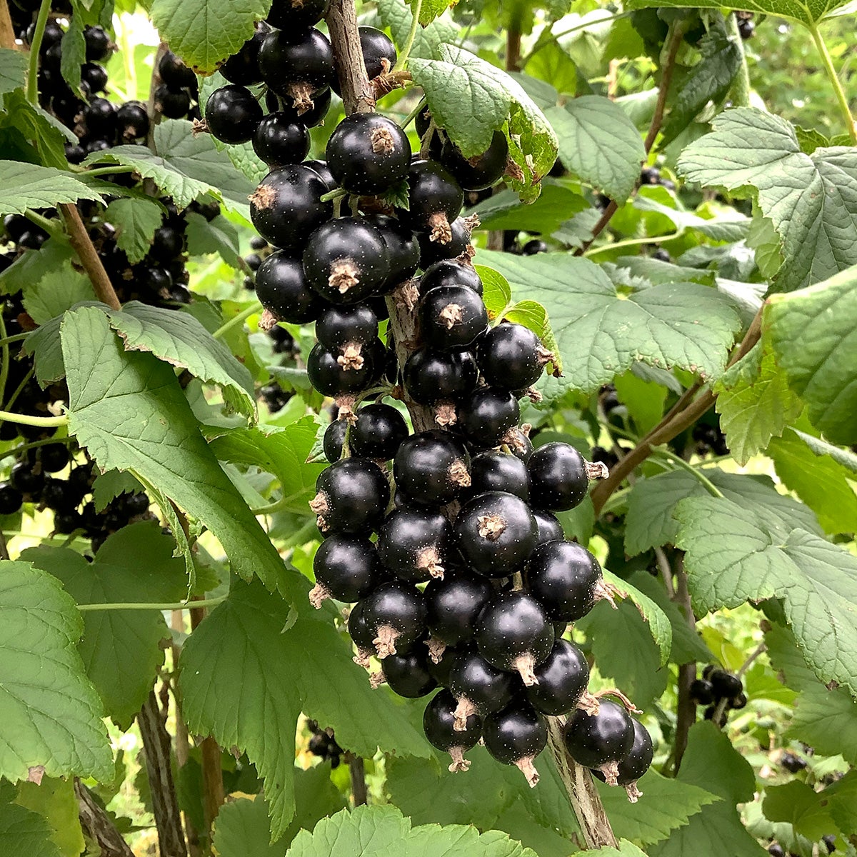 svarta vinbär Balsgård Martin® E