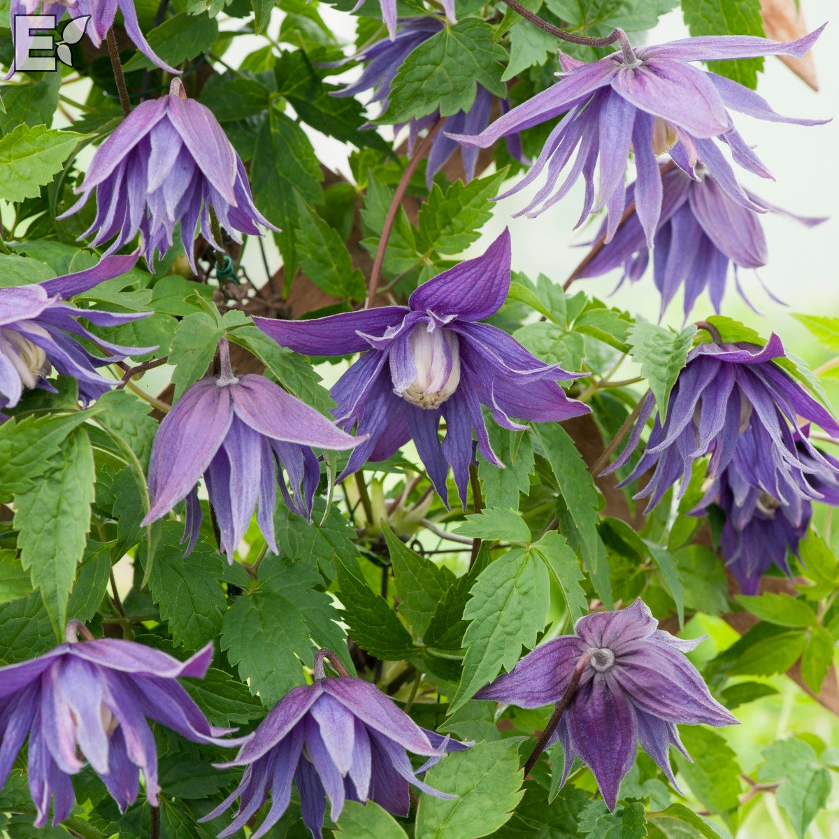 atragene-klematis 'Clochette Pride' E