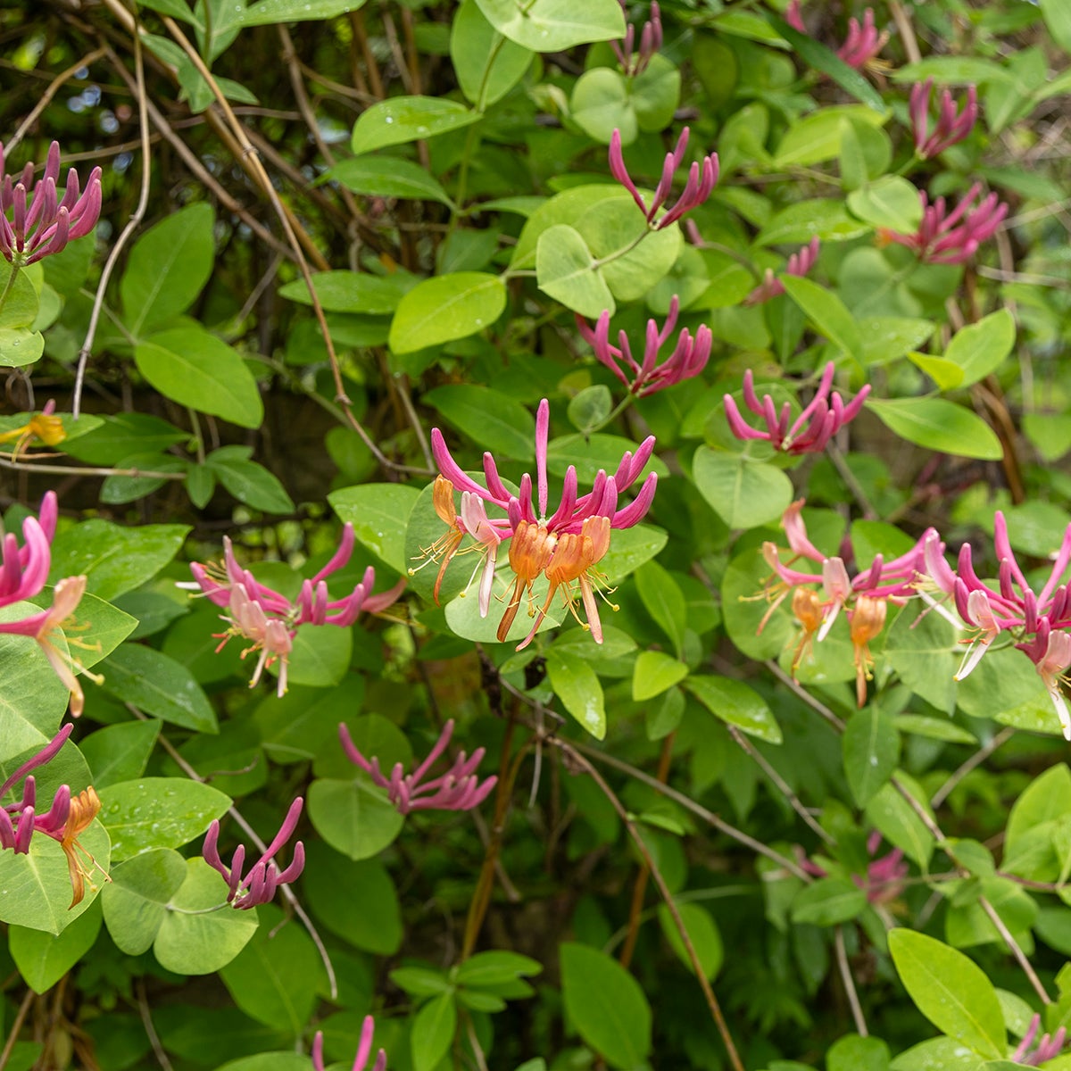 blomsterkaprifol 'Goldflame'