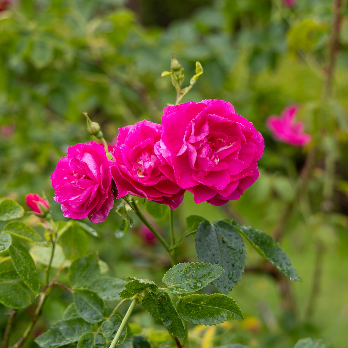 modern buskros 'A. Mackenzie'