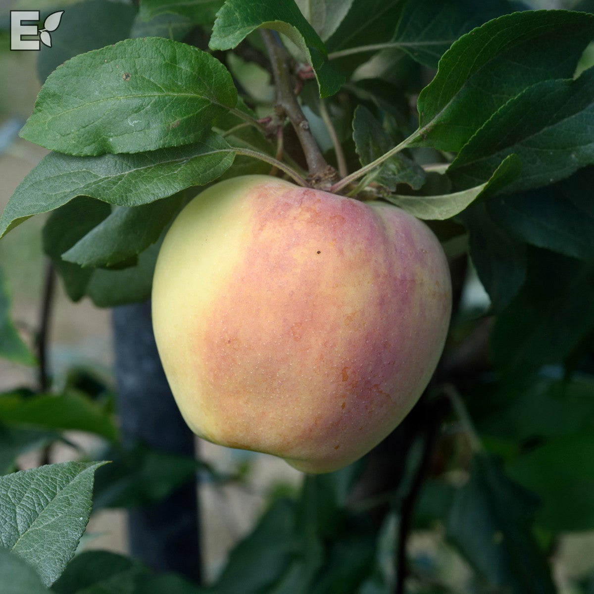 äpple 'Silva' E