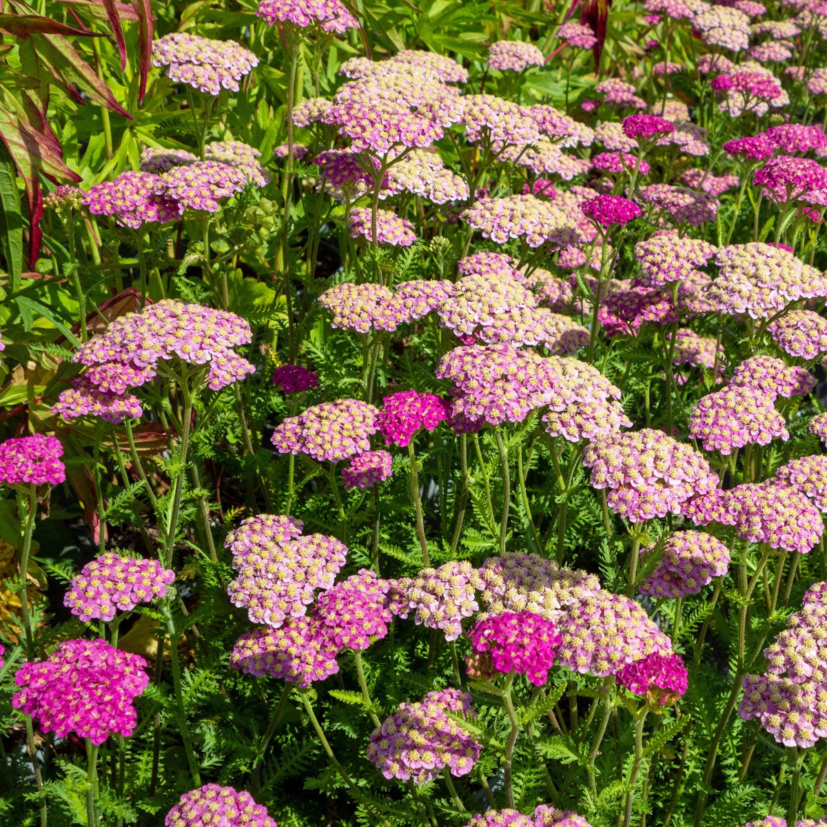 röllika 'Skysail Bright Pink'