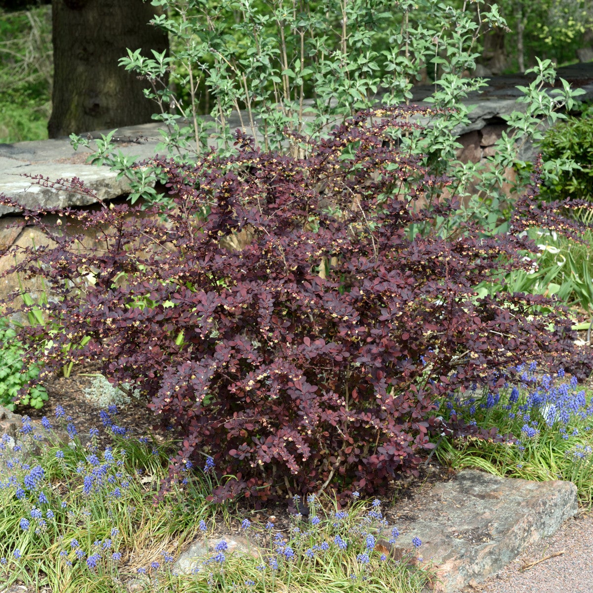 häckberberis 'Rose Glow'