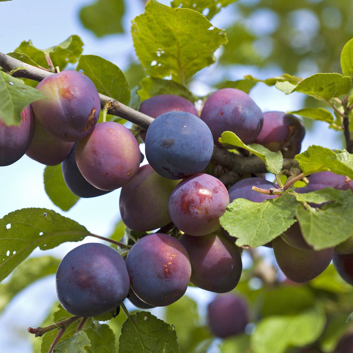 plommon Czar ('The Czar')