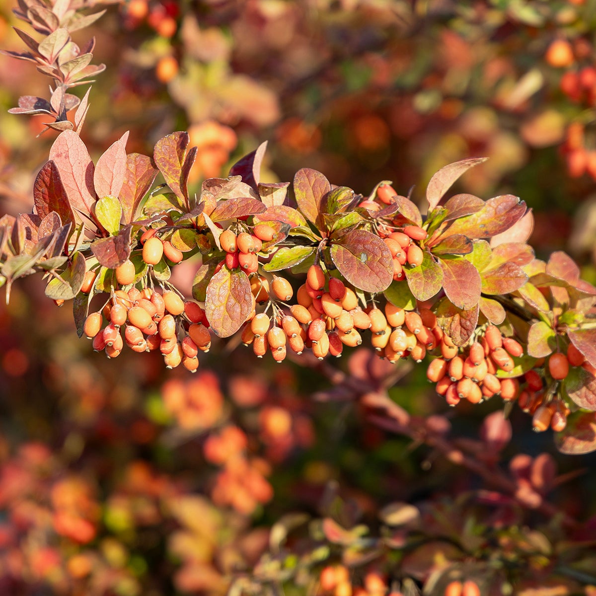 berberis Emerald Carousel ('Tara')