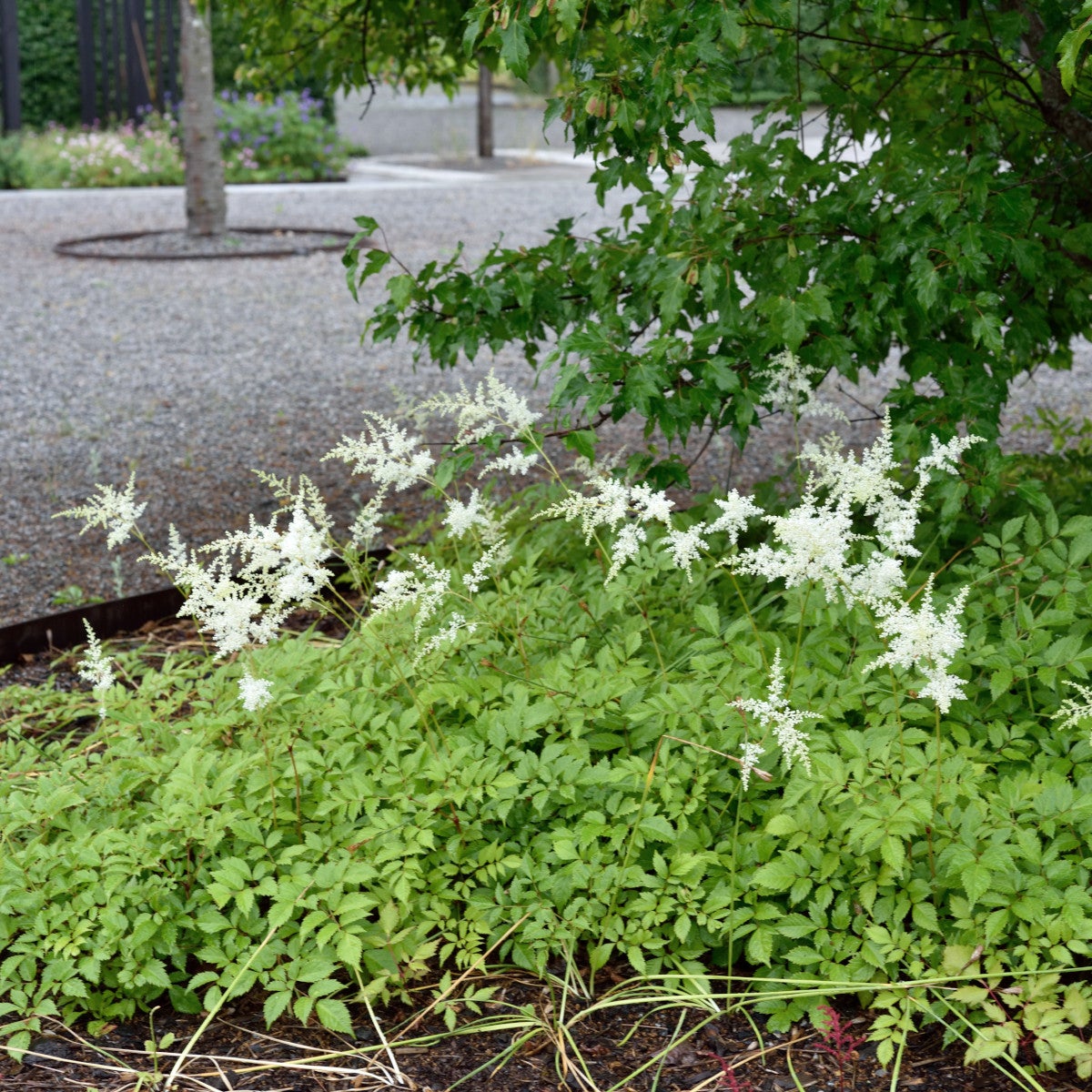 astilbe 'Brautschleier'