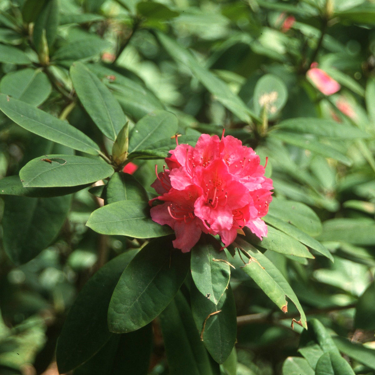 parkrododendron 'Catharine van Tol'