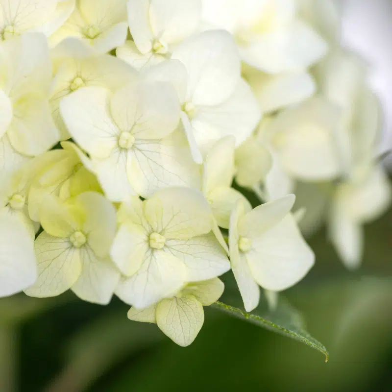 vidjehortensia FlowerWOW® ('Baiful'PBR-AF)