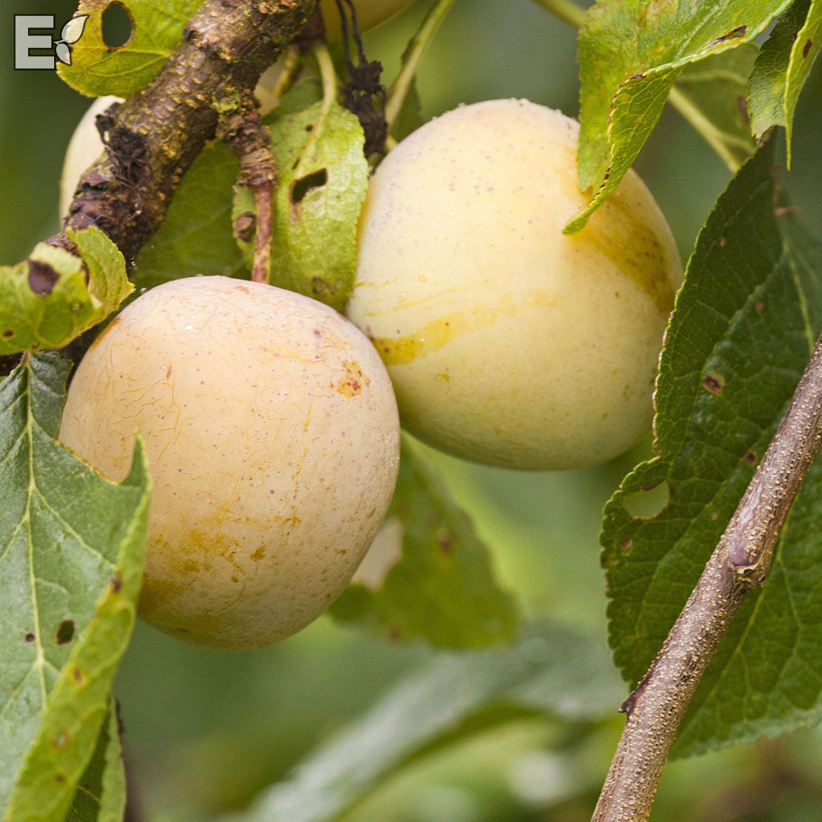 plommon 'Reine Claude d'Oullins' E