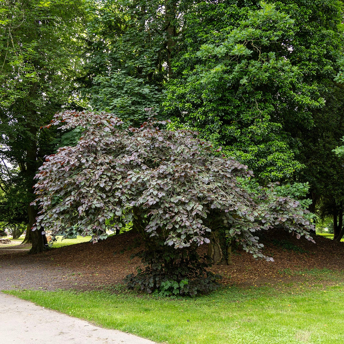 blodhassel