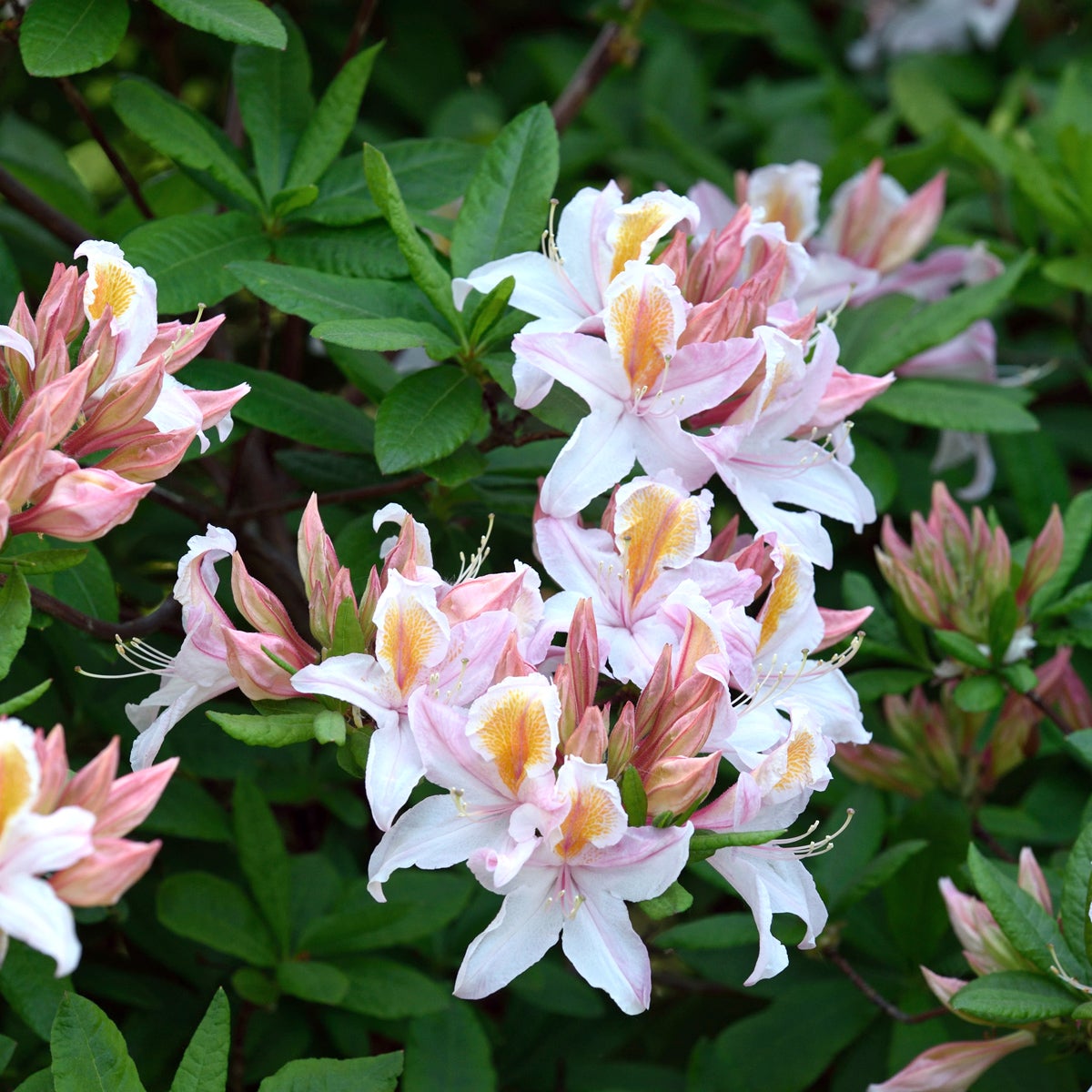occidentalis-azalea 'Irene Koster'