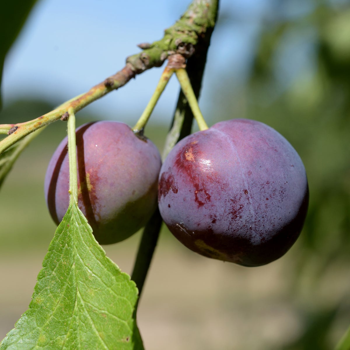 plommon 'Reine Claude d'Althan'
