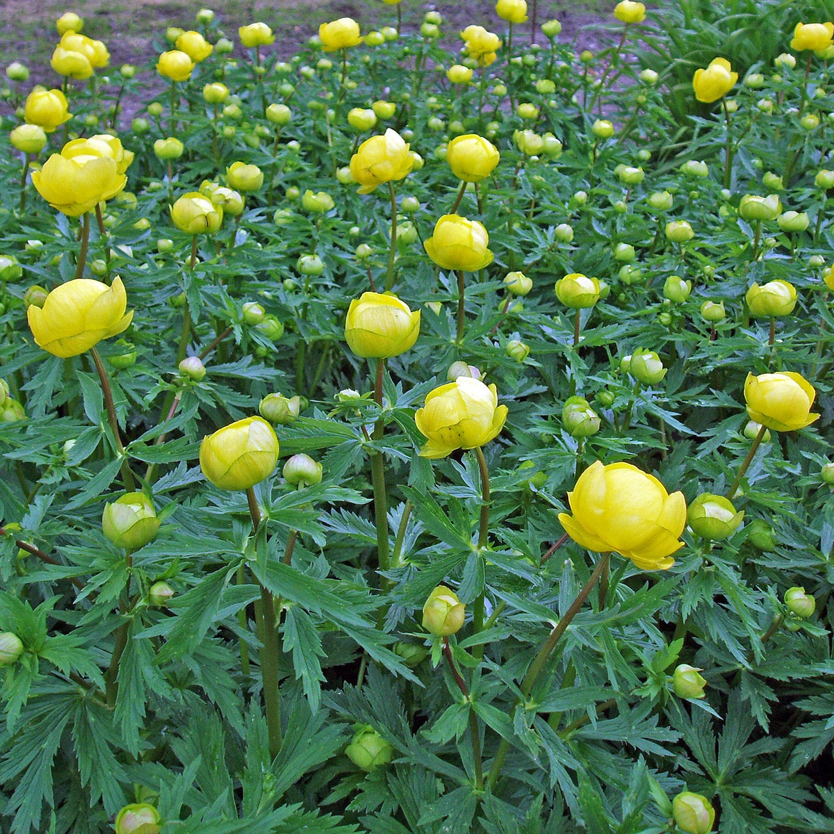 smörboll
