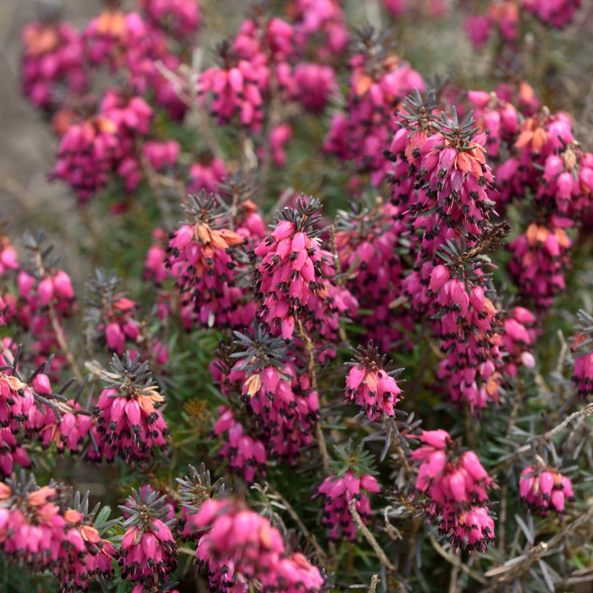 vårljung 'Nathalie'