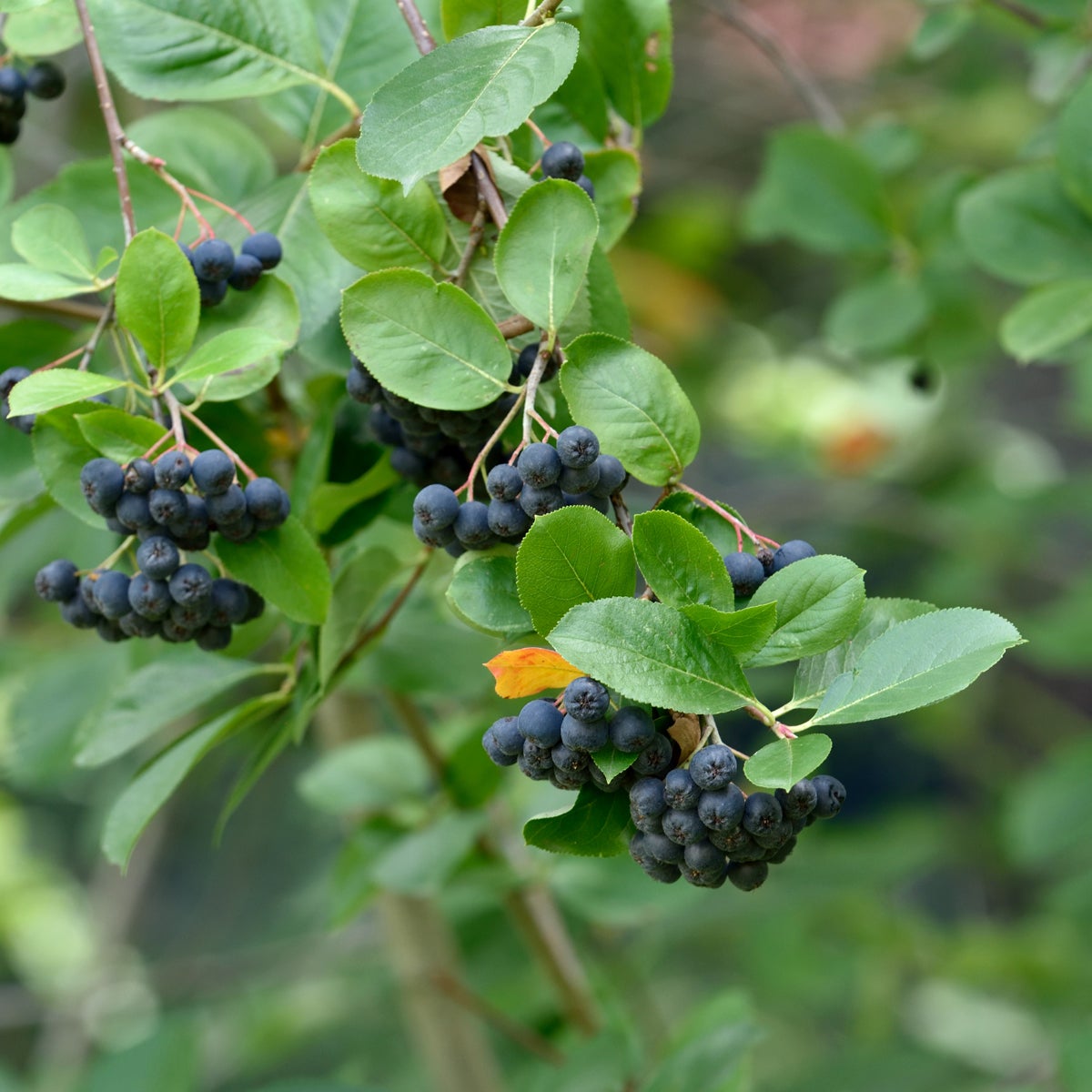 svartaronia