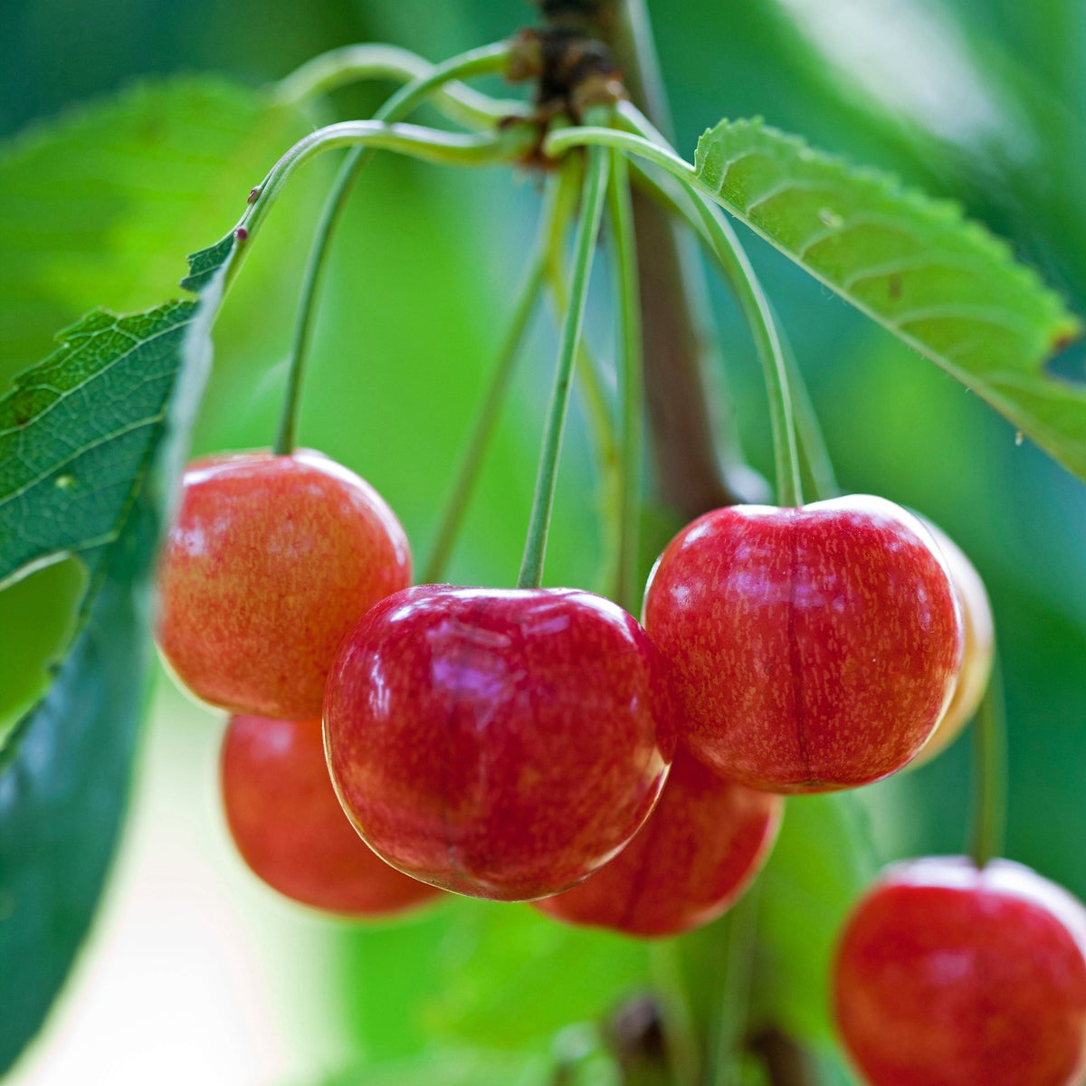 sötkörsbär 'Sunburst'