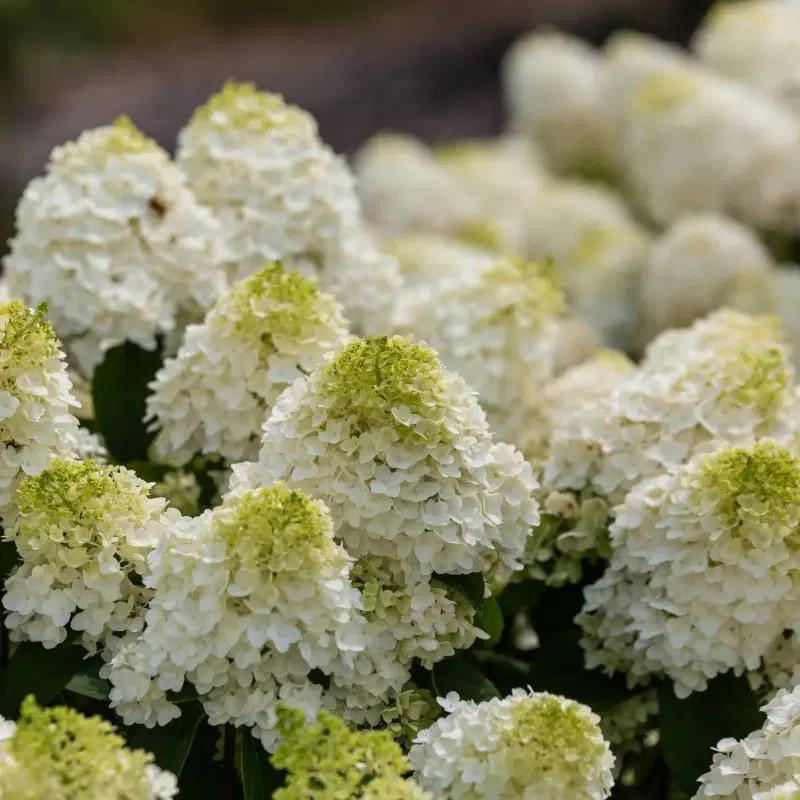 vipphortensia Little Hottie