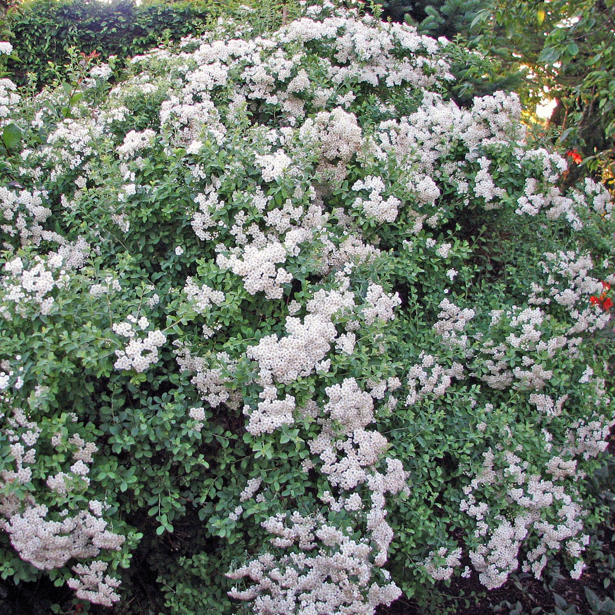 girlandspirea 'Halward's Silver'