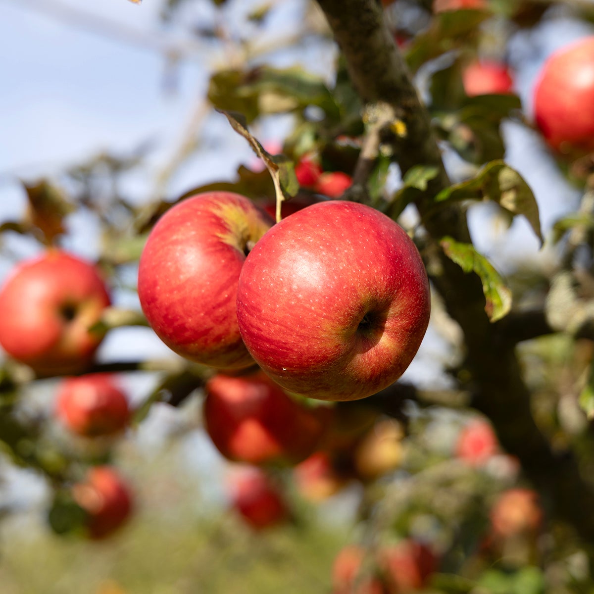 äpple 'Cox's Pomona'