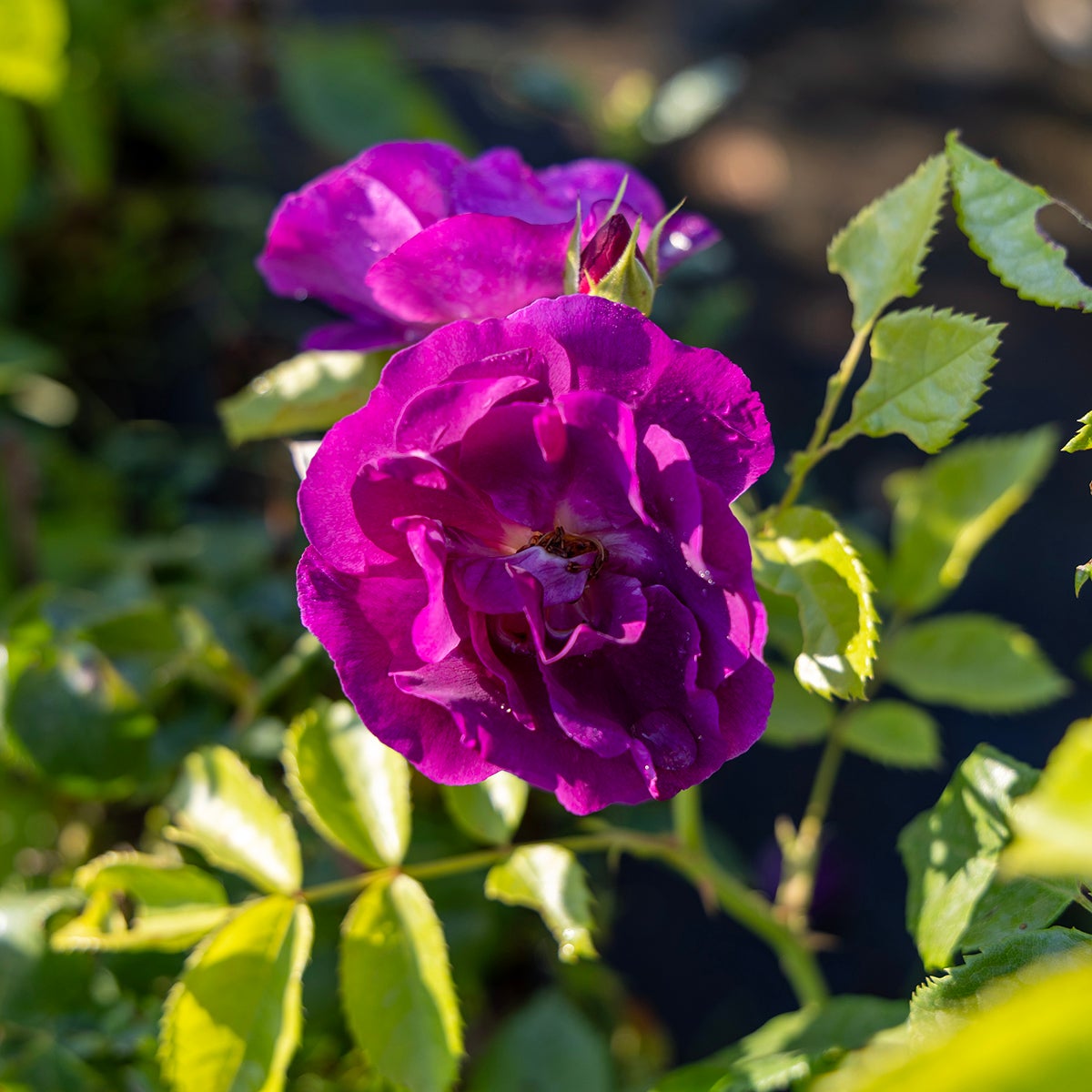 modern buskros Rhapsody in Blue