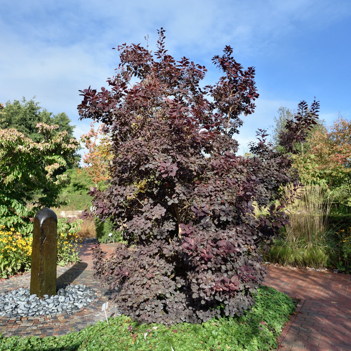 rödbladig perukbuske 'Royal Purple'