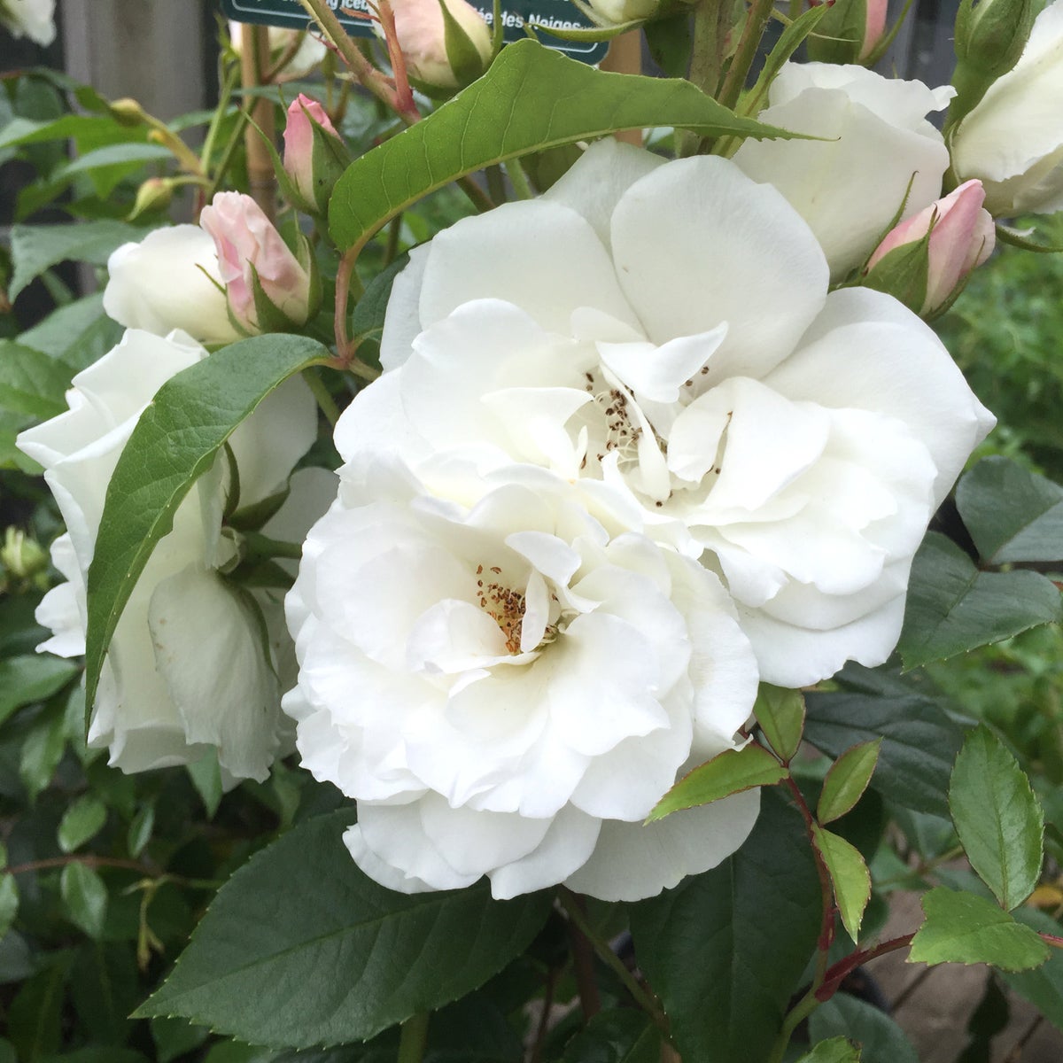 floribundaros 'Climbing Iceberg'