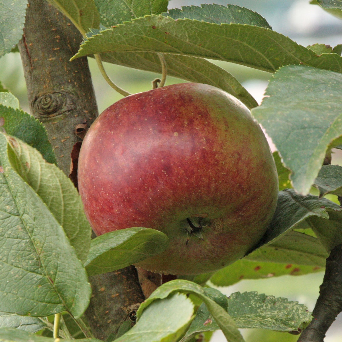 äpple Polka