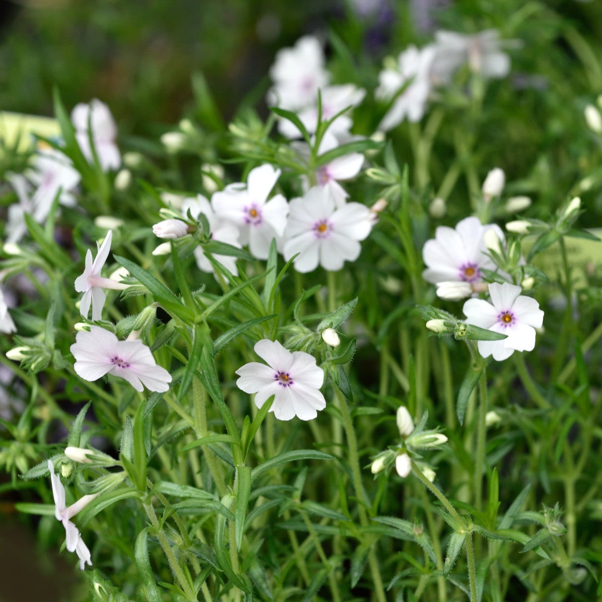 mossflox 'Amazing Grace'