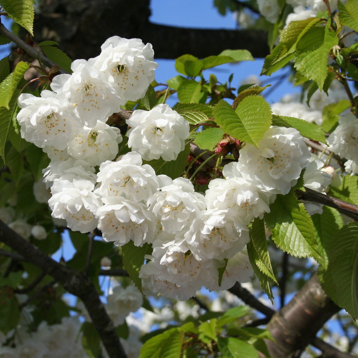 fylldblommigt fågelbär