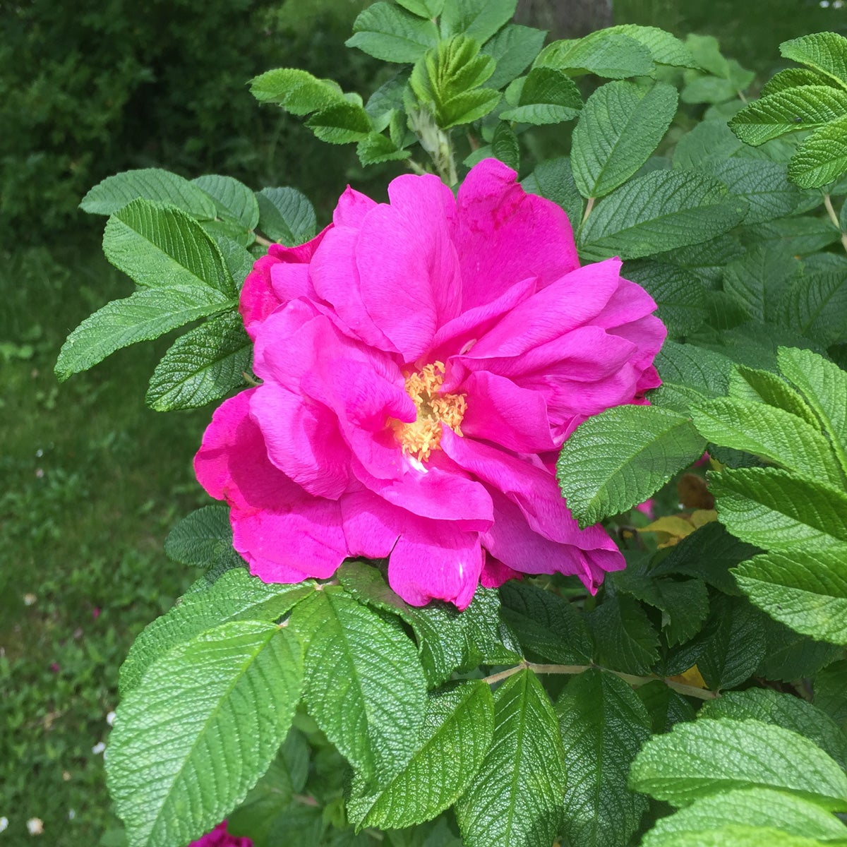 rugosa-ros 'Moje Hammarberg'