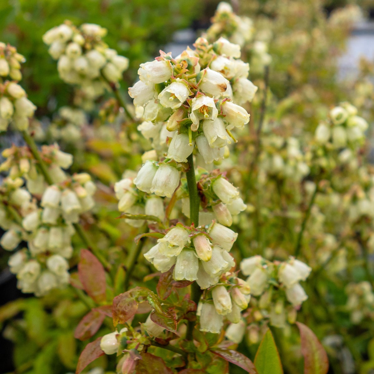 hybridblåbär 'Northcountry'