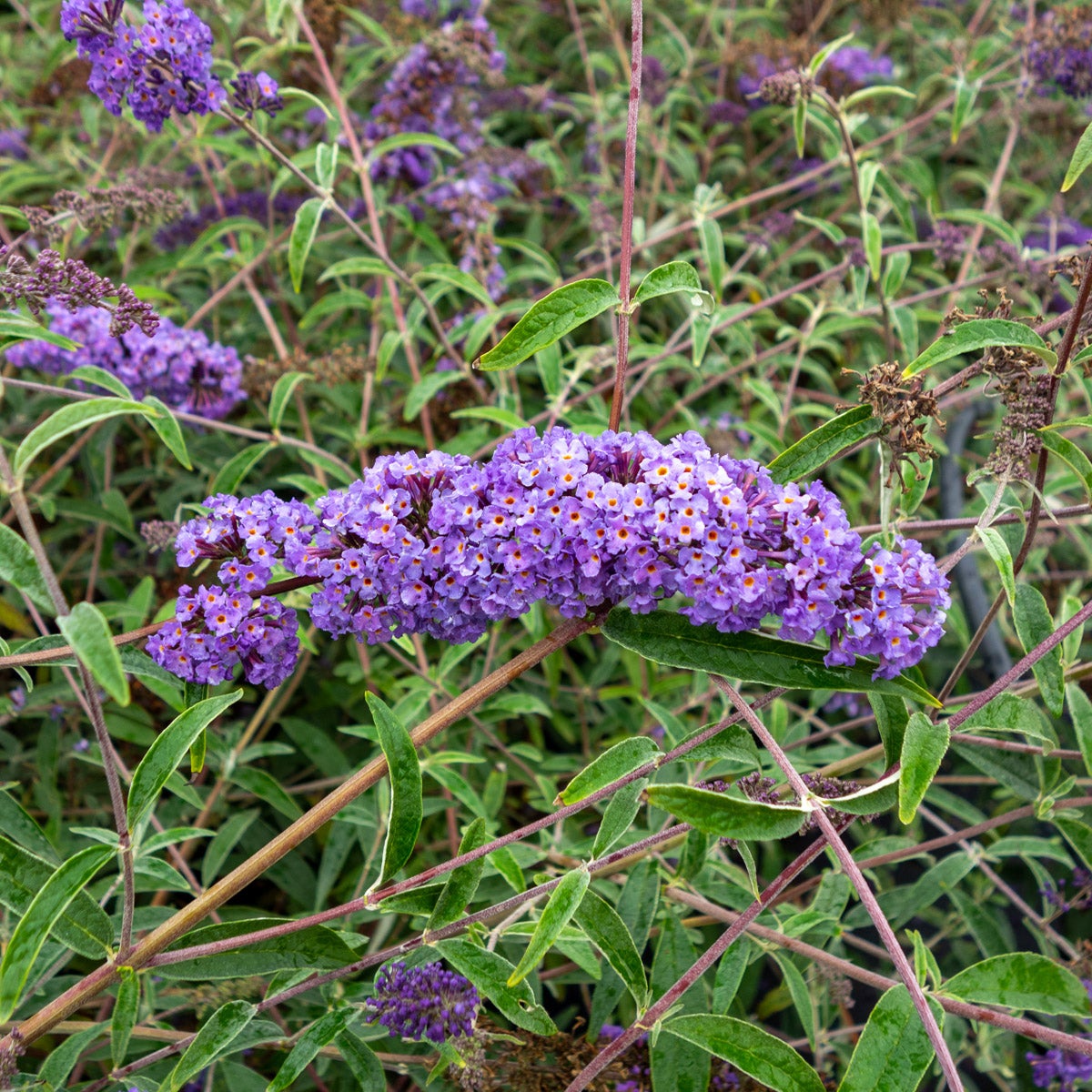 syrenbuddleja Nanho Blue