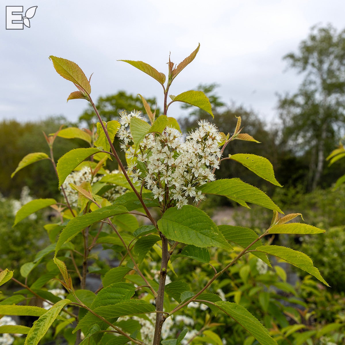 näverhägg 'Honey' E