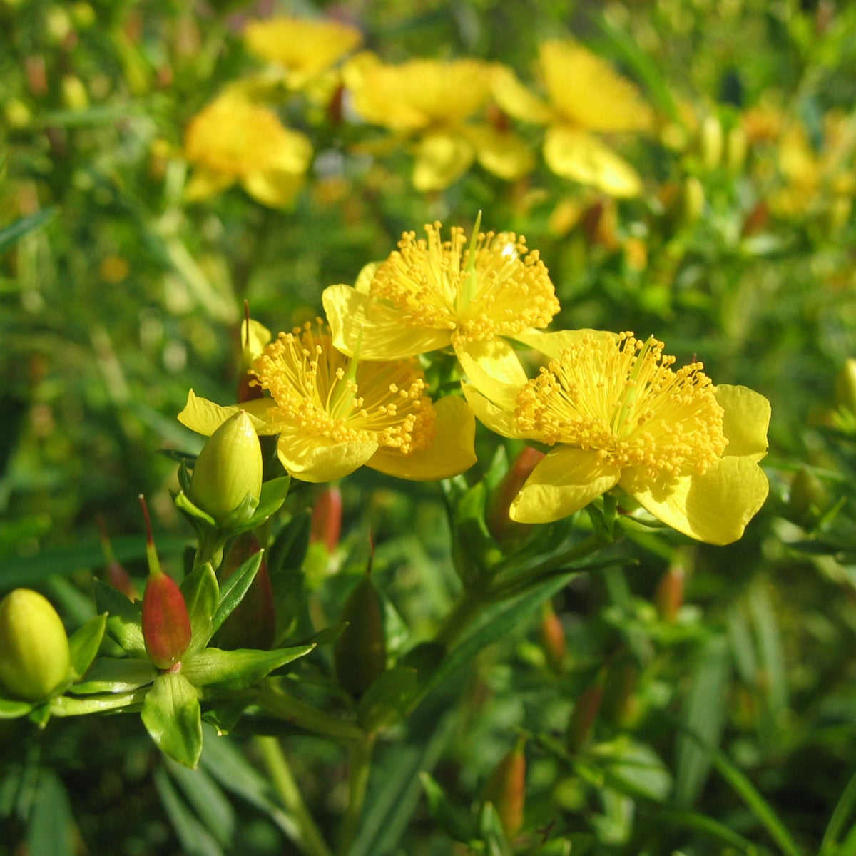 hyperikum 'Gemo'