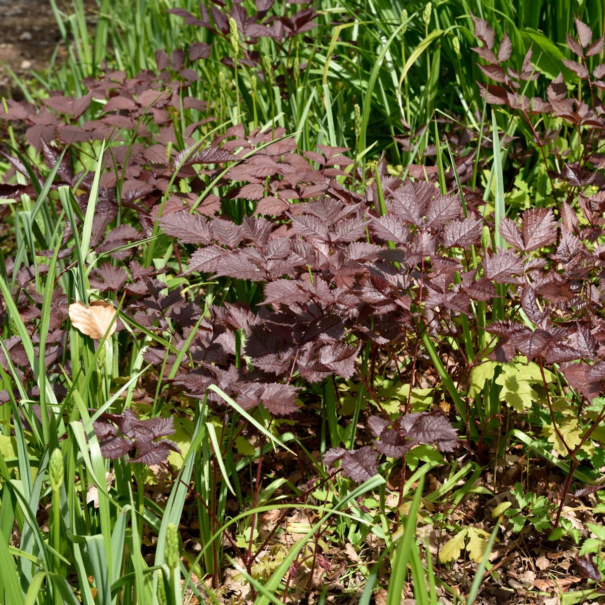 astilbe 'Chocolate Shogun'PBR