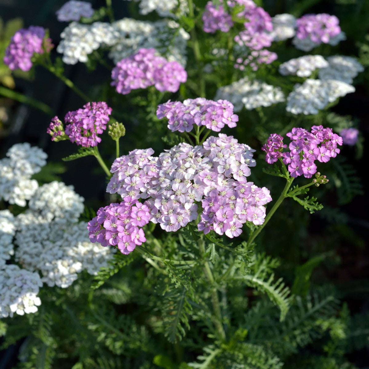 pastellröllika 'Apfelblüte'