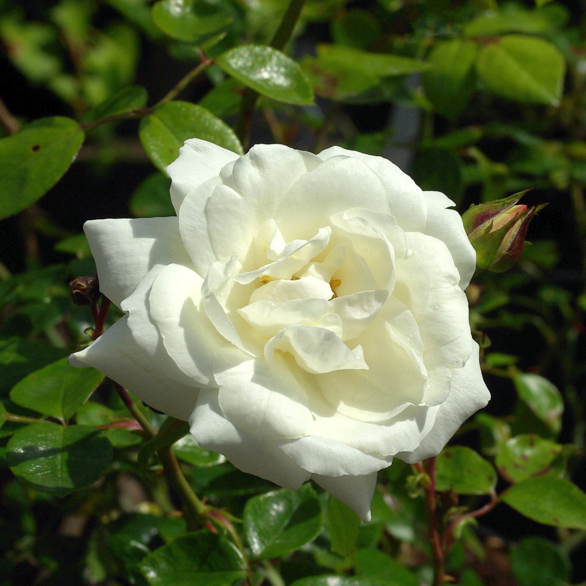 storbl. klätterros 'White New Dawn'