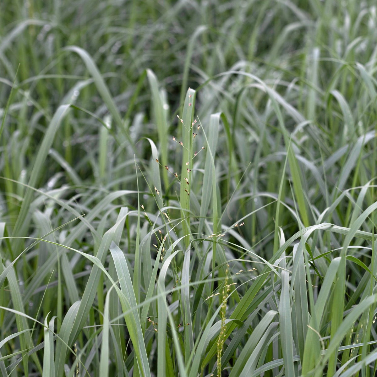 jungfruhirs 'Heavy Metal'