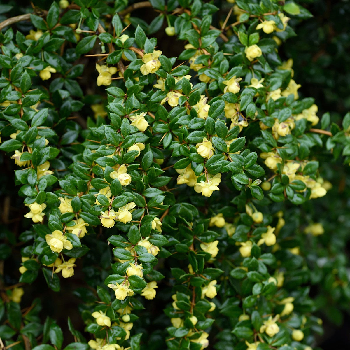 vårtberberis