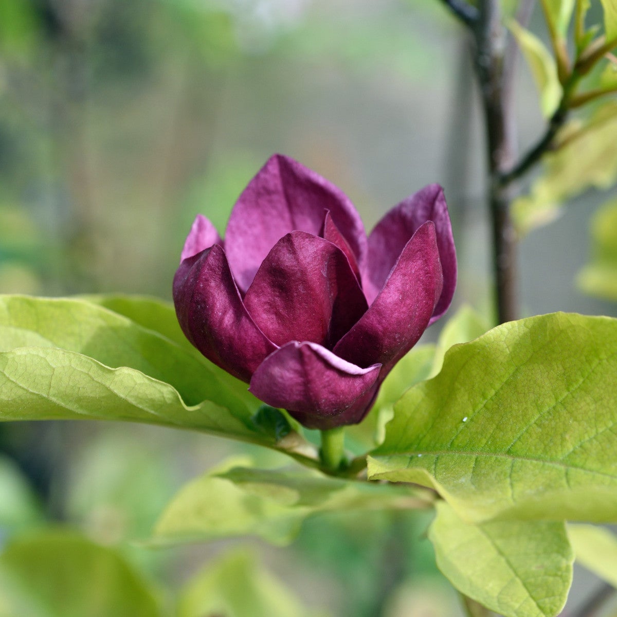 rosenmagnolia 'Genie'PBR
