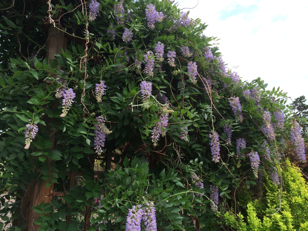 kentuckyblåregn Summer Cascade