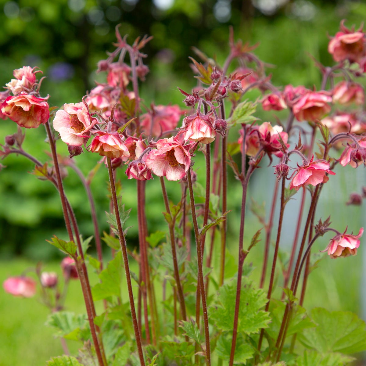 nejlikrot Tempo Rose ('Tngeutr')
