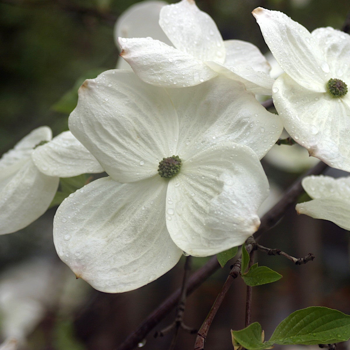 blomsterkornell 'Eddie's White Wonder'