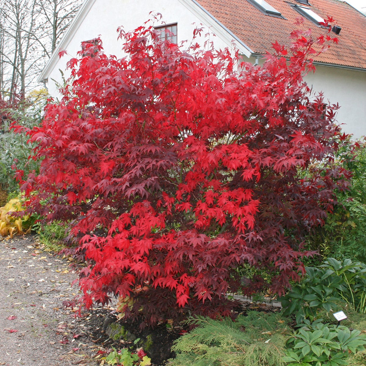 japansk lönn 'Atropurpureum'