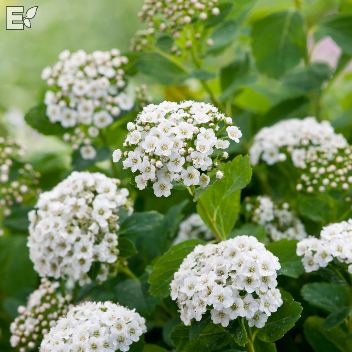 björkspirea 'Tor' E