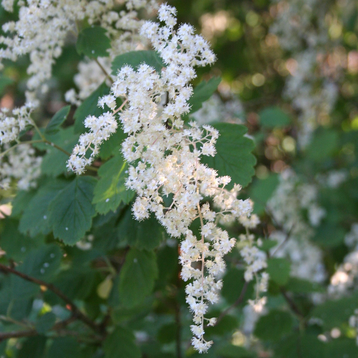 vippspirea