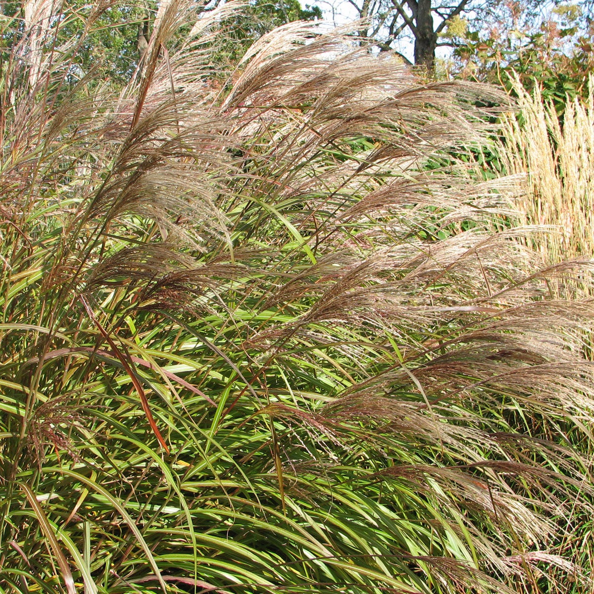 glansmiskantus 'Nishidake Göteborg'